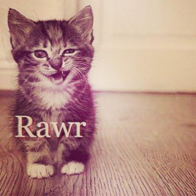 cat tough rawr.jpg