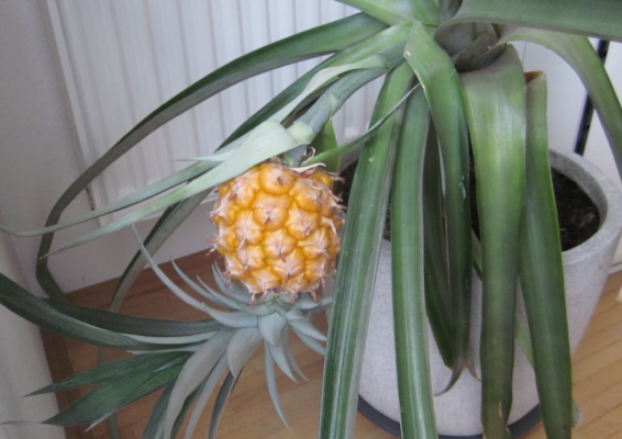 ananas_20240913.png