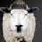 SheepFreak