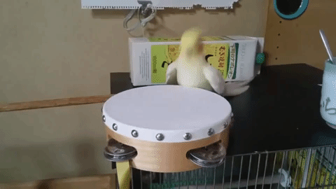 giphy.gif